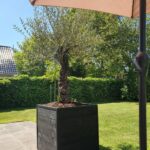 Douglas plantenbak Manou